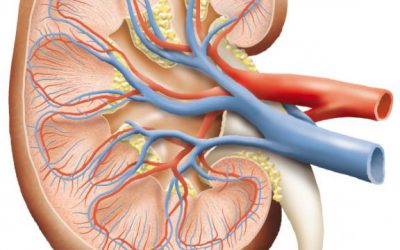 5 Common Kidney Related Issues.