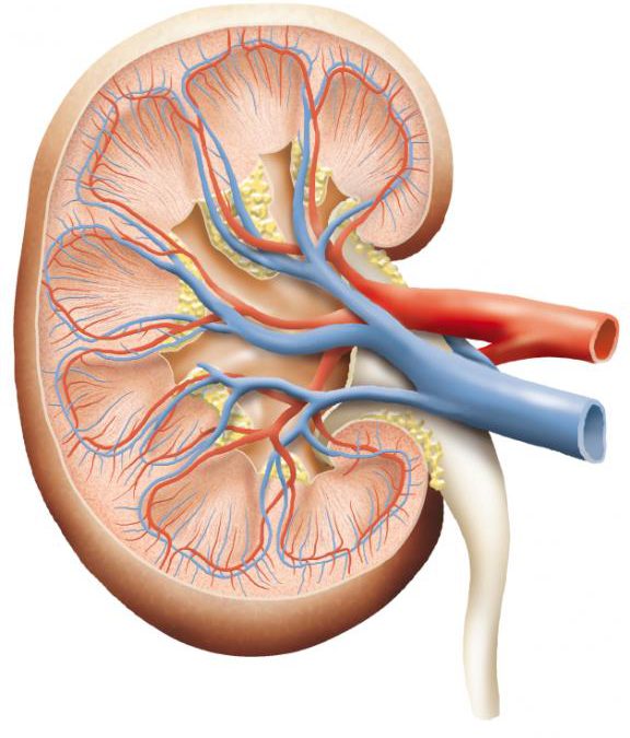 Five Common Kidney Related Issues
